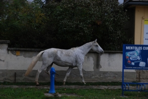 Első születésnapunk