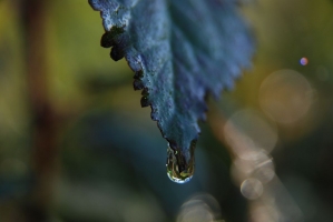 Első születésnapunk