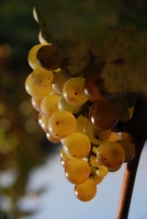 Első születésnapunk