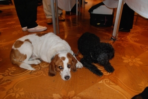 A La Renaissance des Appellation kóstolója Budapesten