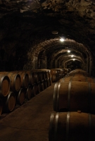 Téli séta a mennyei Tokaj-Hegyalján