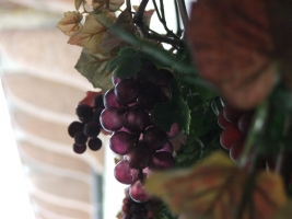 Pest megye bora verseny