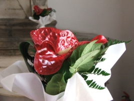 Pest megye bora verseny