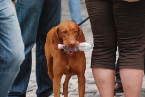 És a tömeg nem csökken... (folytatás a Budai várból)