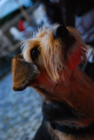 Véget ért a Budai Gourmet