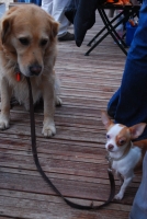 Harmadik Junibor kóstoló