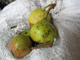 Györköny szőlősorai közt