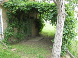 Györköny szőlősorai közt