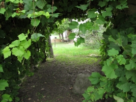 Györköny szőlősorai közt