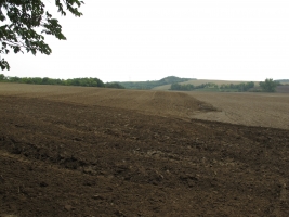 Györköny szőlősorai közt