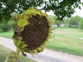 Györköny szőlősorai közt