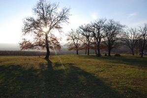 Vince nap Kisharsányban 2008