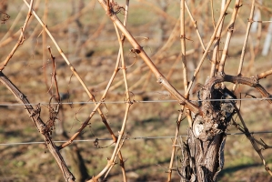 Vince nap Kisharsányban 2008