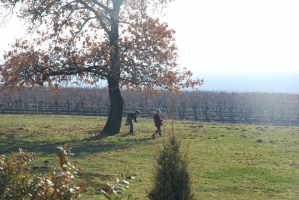 Vince nap Kisharsányban 2008