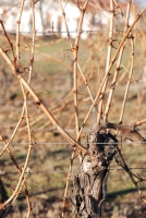 Vince nap Kisharsányban 2008