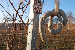 Vince nap Kisharsányban 2008