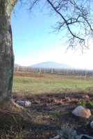 Vince nap Kisharsányban 2008