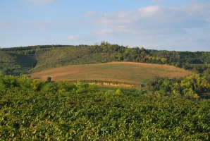 Fejezet egy szőlő életéből