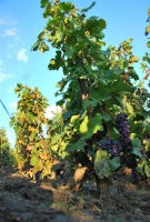 Fejezet egy szőlő életéből