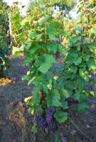 Fejezet egy szőlő életéből