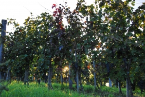 Fejezet egy szőlő életéből