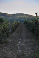 Fejezet egy szőlő életéből