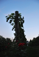 Fejezet egy szőlő életéből