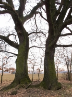 Südburgenland téli álma
