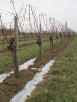 Südburgenland téli álma