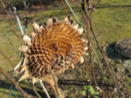 Südburgenland téli álma