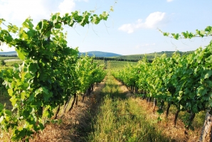 Felnőni a feladatokhoz