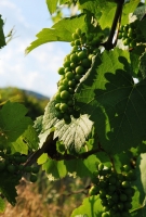 Felnőni a feladatokhoz