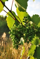 Felnőni a feladatokhoz