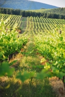 Felnőni a feladatokhoz