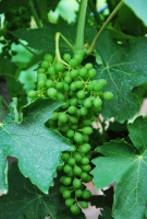 Felnőni a feladatokhoz