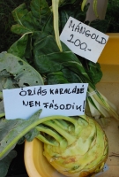 Liliomkert néhány nappal az ősz kezdete előtt