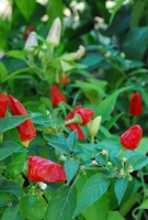 Liliomkert néhány nappal az ősz kezdete előtt