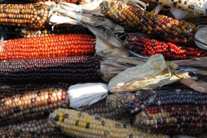 Liliomkert néhány nappal az ősz kezdete előtt