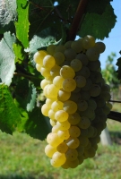 Etyeki Kezes-lábos 2011