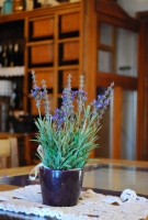 Etyeki Kezes-lábos 2011