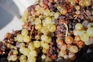 Műemlék épület és ezerjó