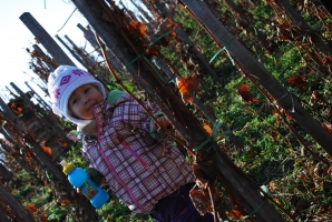 A sváb hagyományok nyomán