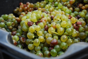 A móri jó kedélyű borász