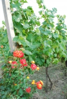 Képek az etyeki Junibor kóstolóról