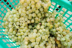 Képek az utolsó Kezes-lábosról