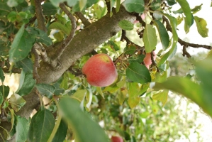 Képek az utolsó Kezes-lábosról