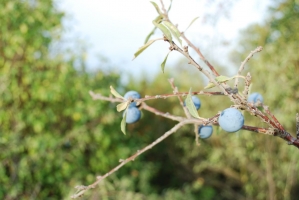 Képek az utolsó Kezes-lábosról