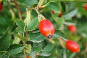 Képek az utolsó Kezes-lábosról