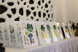 Először volt bormustra Székesfehérváron