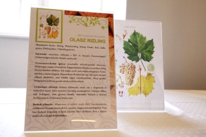 Először volt bormustra Székesfehérváron